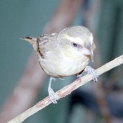Maui Parrotbill